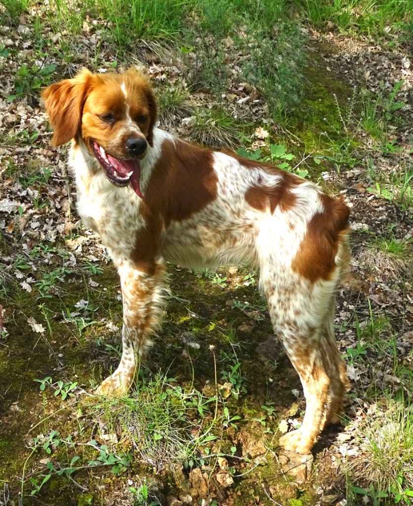 Taya Des Coteaux De Pauthe