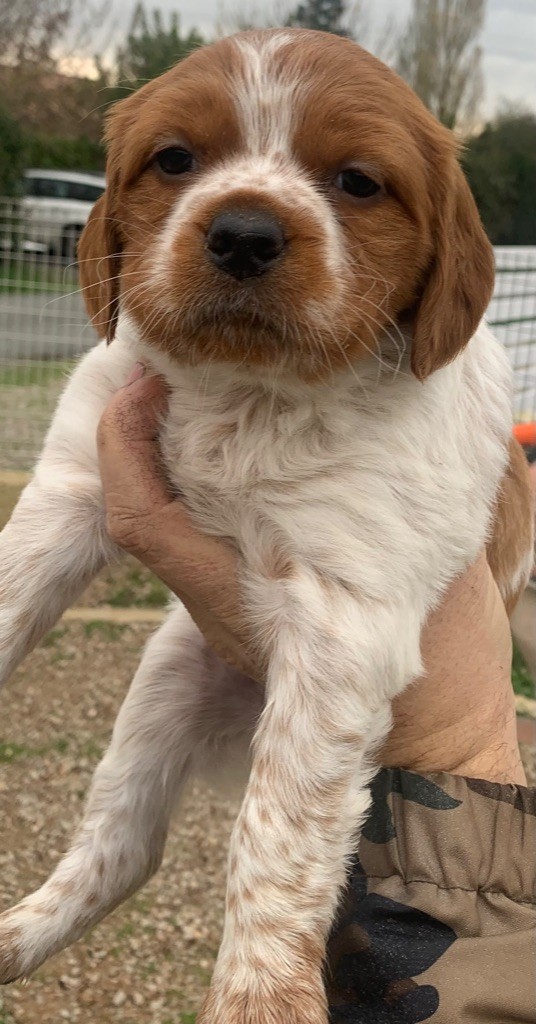 chiot Epagneul Breton Des Coteaux De Pauthe