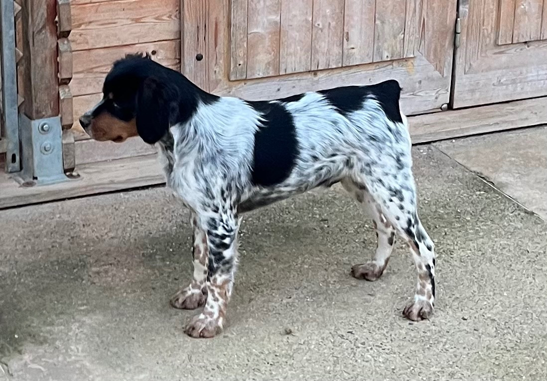 Atos De la plaine marat