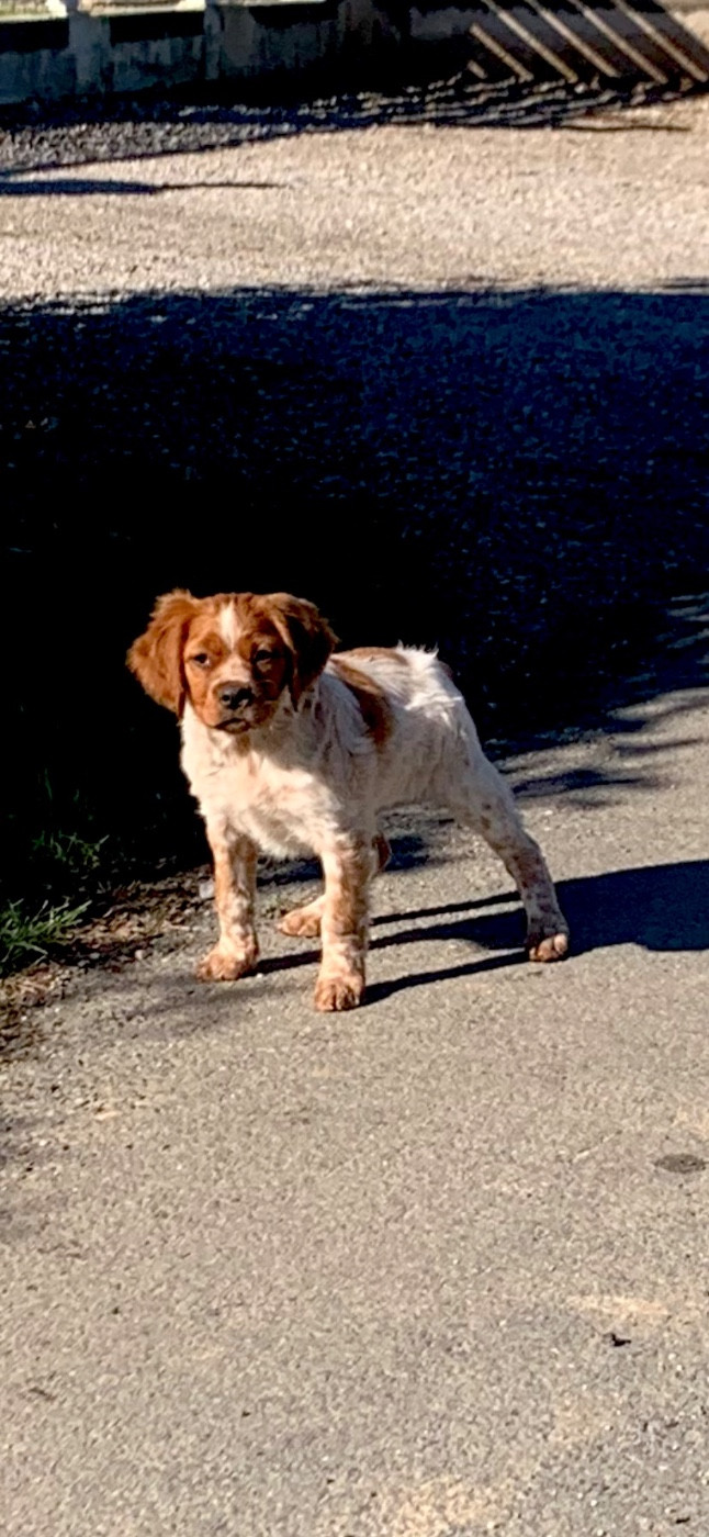 Apollon  Des Coteaux De Pauthe