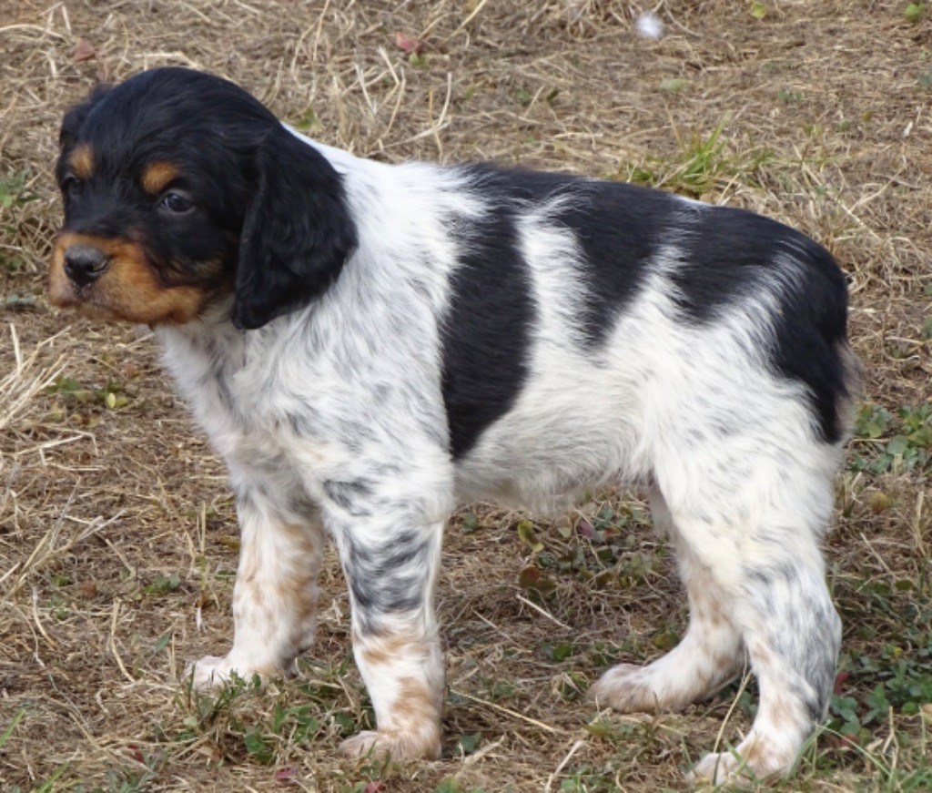 Chiots disponibles