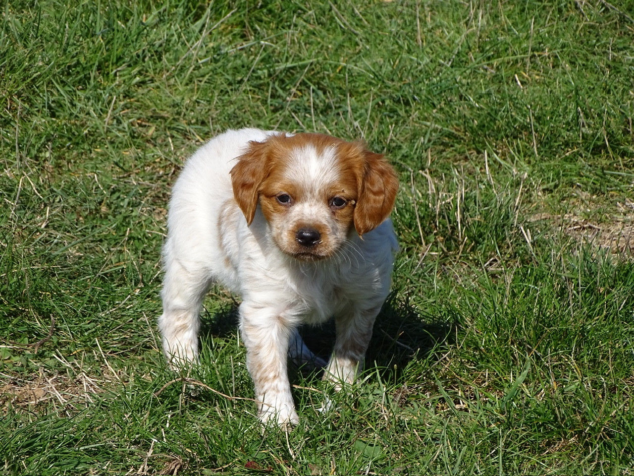 Des Coteaux De Pauthe - Chiots disponibles - Epagneul Breton