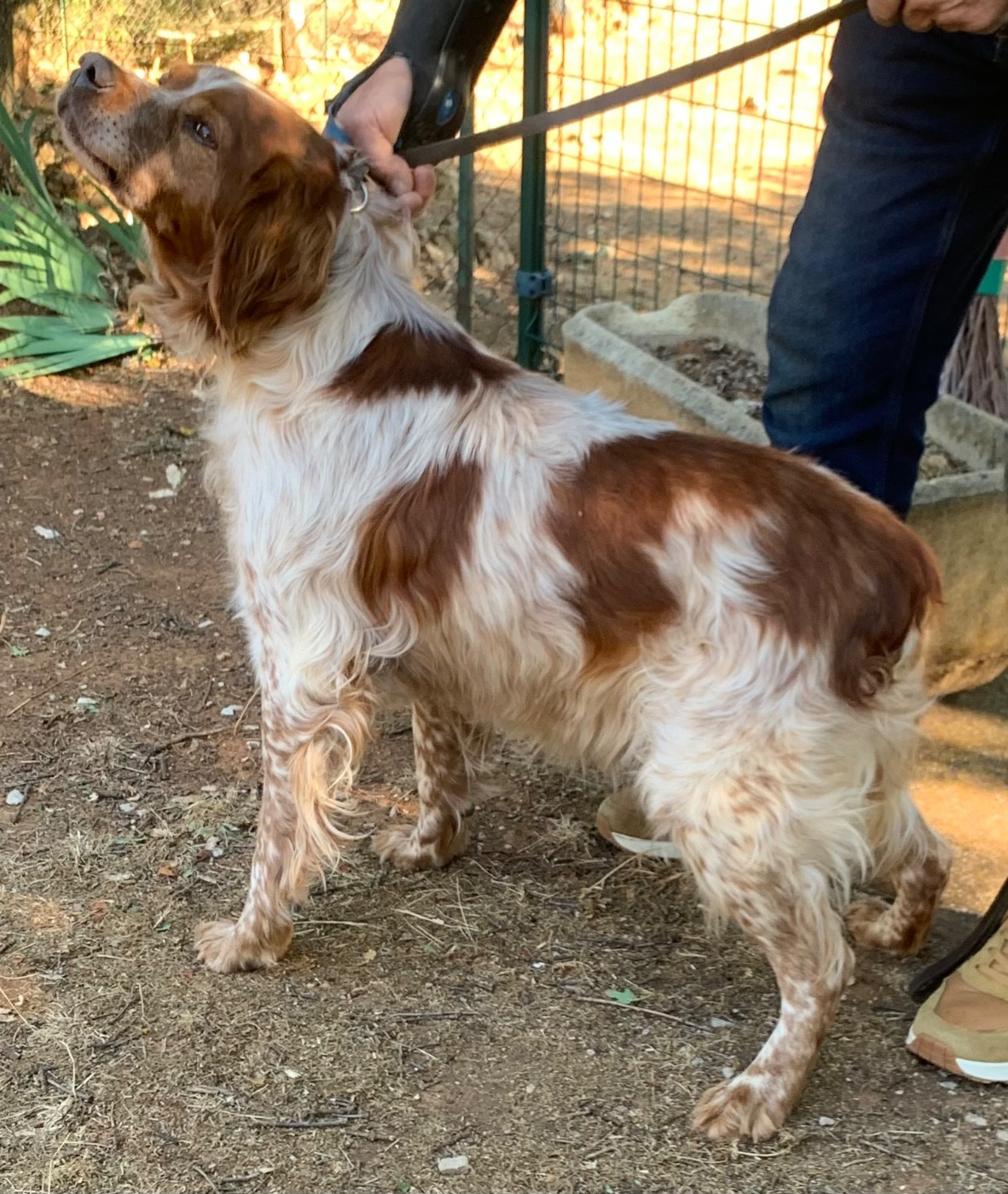 Chiot Epagneul Breton Des Coteaux De Pauthe