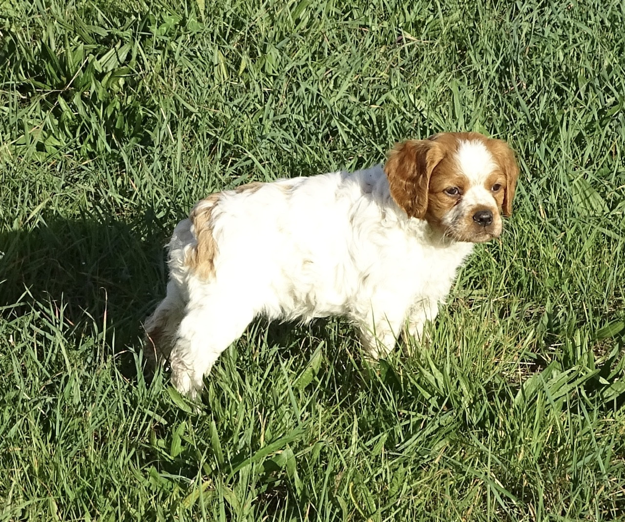 Des Coteaux De Pauthe - Chiots disponibles - Epagneul Breton