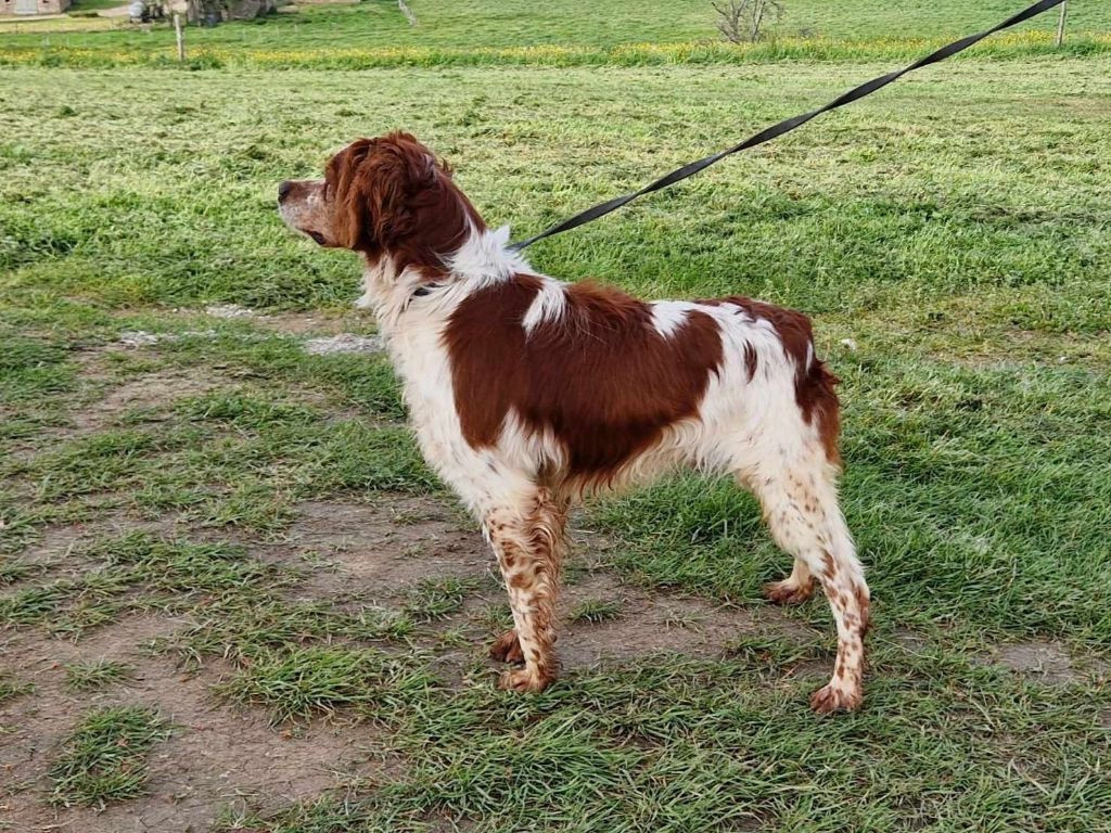 Chiot Epagneul Breton Des Coteaux De Pauthe