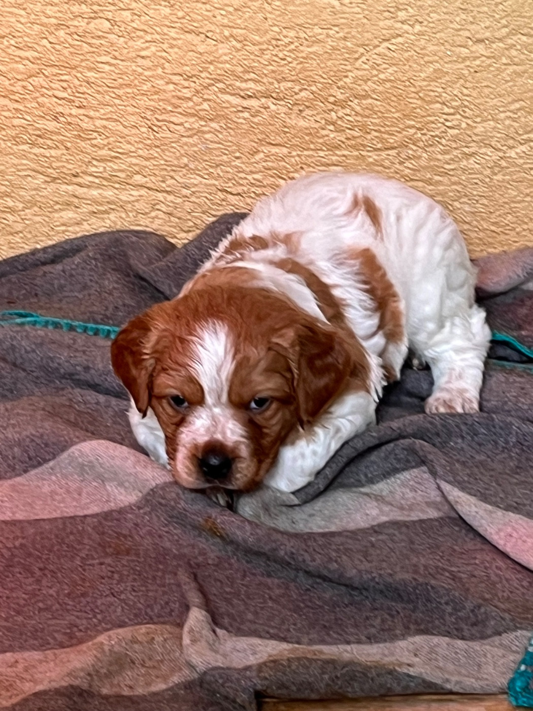 Des Coteaux De Pauthe - Chiots disponibles - Epagneul Breton