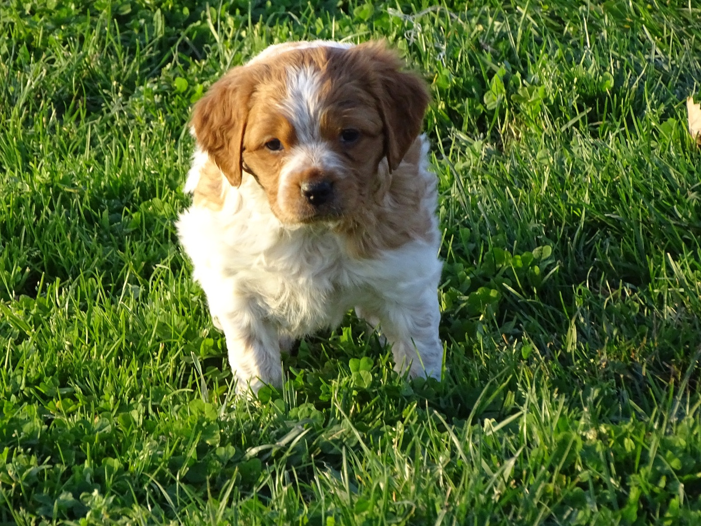 Des Coteaux De Pauthe - Chiots disponibles - Epagneul Breton