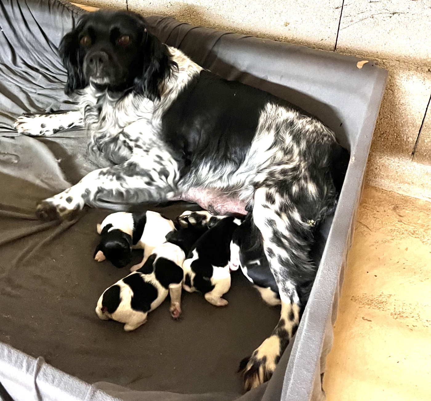 Chiot Epagneul Breton Des Coteaux De Pauthe