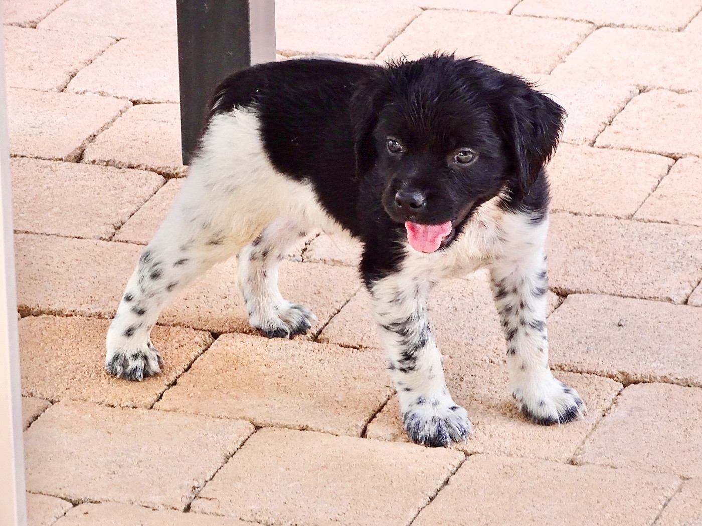 Des Coteaux De Pauthe - Chiots disponibles - Epagneul Breton