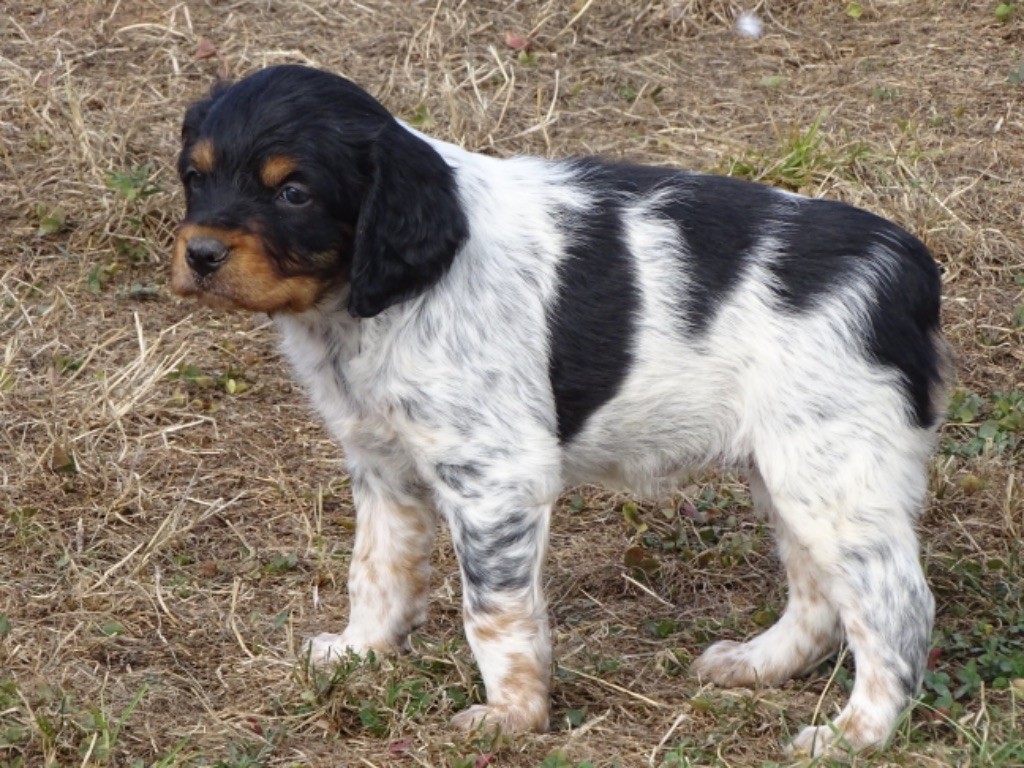 Des Coteaux De Pauthe - Chiots disponibles - Epagneul Breton