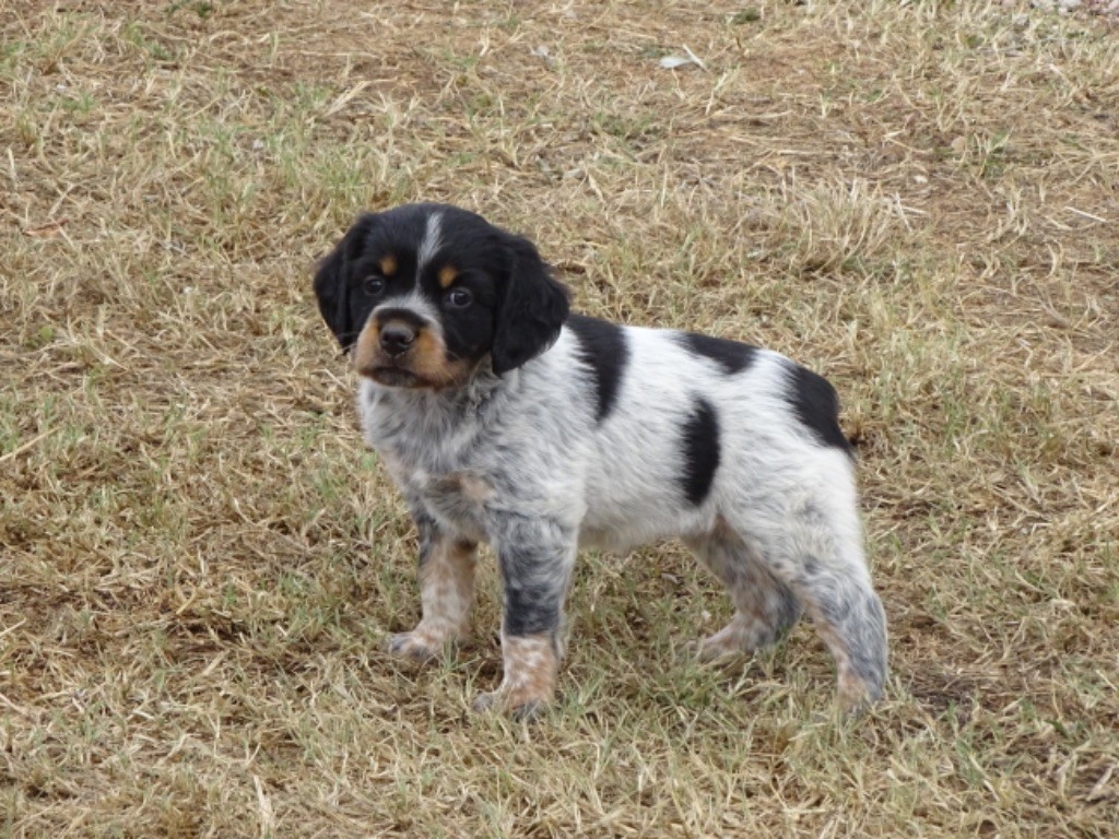 Des Coteaux De Pauthe - Chiots disponibles - Epagneul Breton