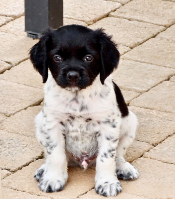 Chiot N°2