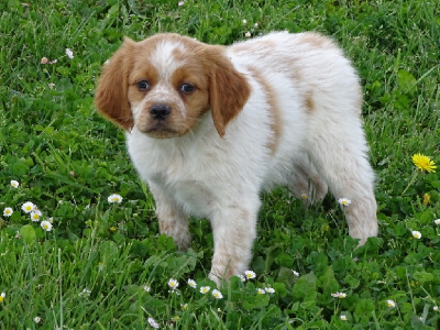 CHIOT 3