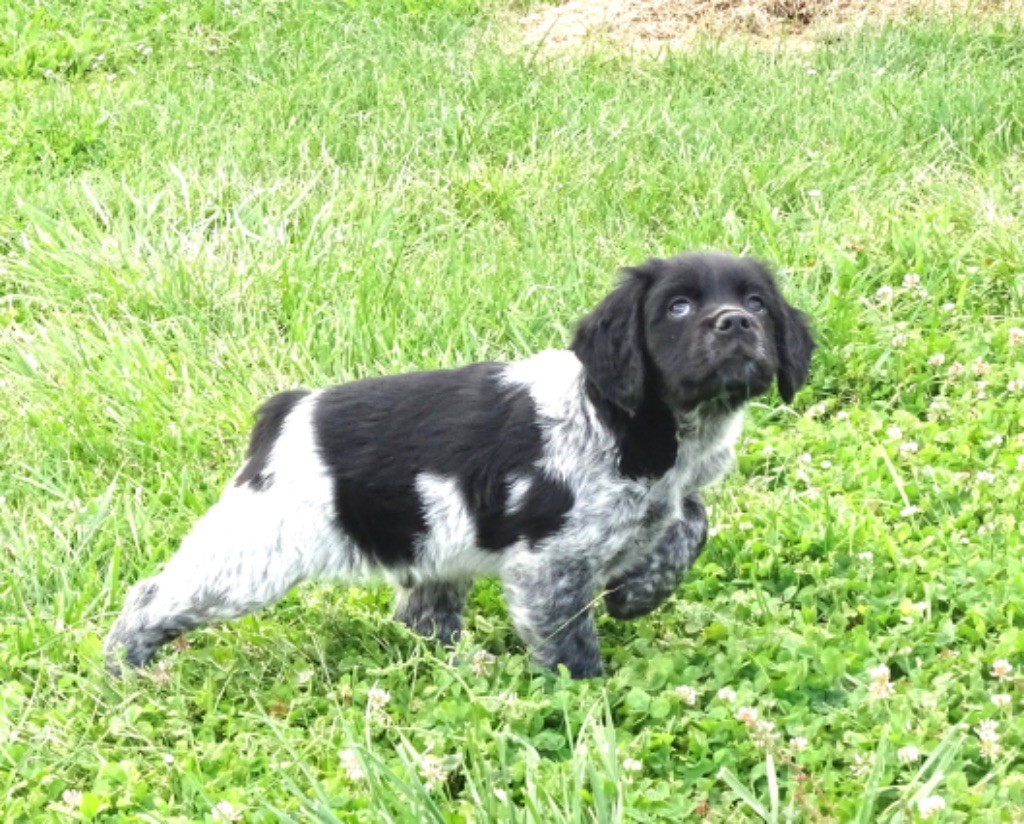 Des Coteaux De Pauthe - Chiots disponibles - Epagneul Breton
