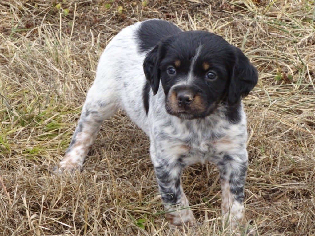 Des Coteaux De Pauthe - Chiots disponibles - Epagneul Breton